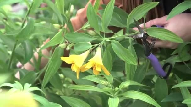 Vrouw verzamelt bloemen alstermeria van het bed in de kas Stockvideo