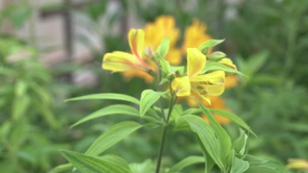 Flor de alstermeria crece en invernadero — Vídeo de stock