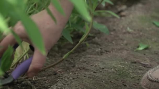 Vrouw verzamelt bloemen alstermeria van het bed in de kas Stockvideo's