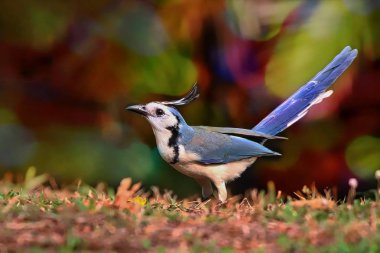 Beyaz boğazlı Magpie Jay