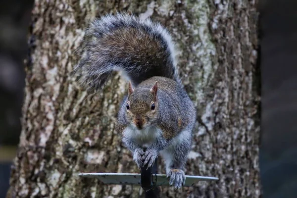 Ein großes Grauhörnchen — Stockfoto