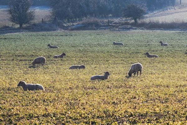 Bir alanda otlayan koyunlar — Stok fotoğraf