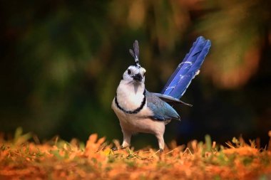 Beyaz boğazlı Magpie Jay