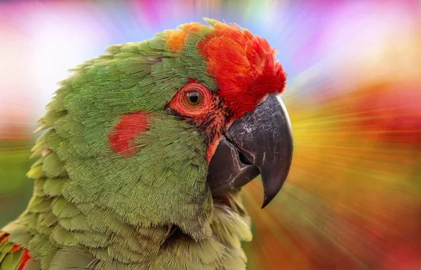 Retrato colorido de guacamayo —  Fotos de Stock