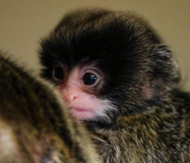 Emperor tamarin maymun