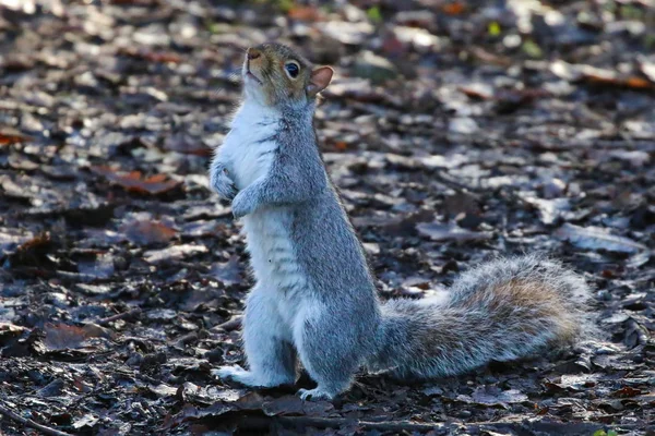 Grey Squirrel berdiri — Stok Foto