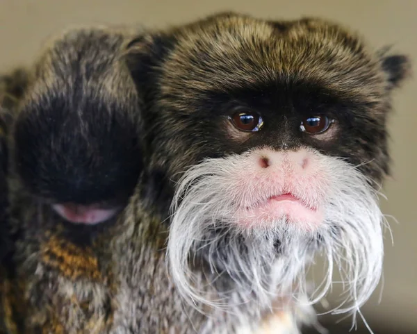 Císař tamarin opice — Stock fotografie