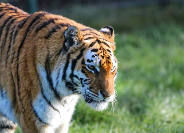 Красиві дорослий тигр — стокове фото