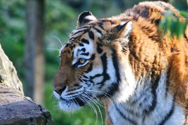 Tigre adulto bonito — Fotografia de Stock