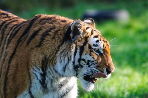 Tigre adulto bonito — Fotografia de Stock