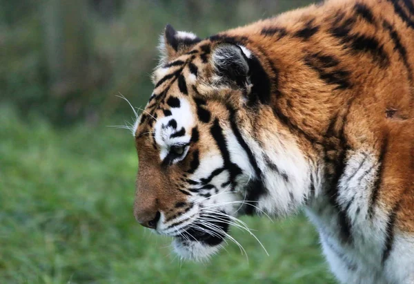 Красиві дорослий тигр — стокове фото