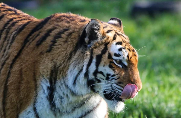 Tigre adulto bonito — Fotografia de Stock