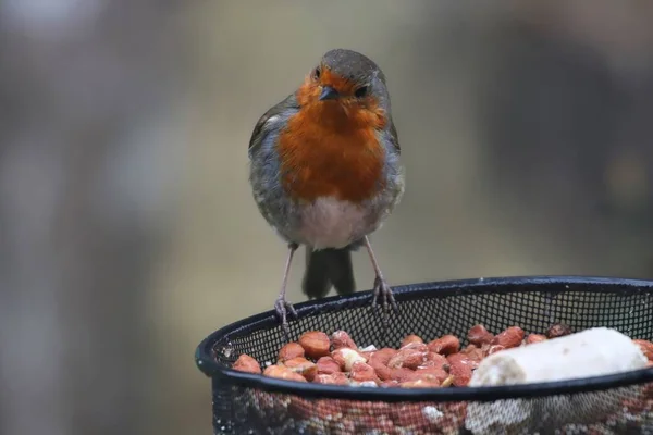 Küçük Robin gerdan — Stok fotoğraf