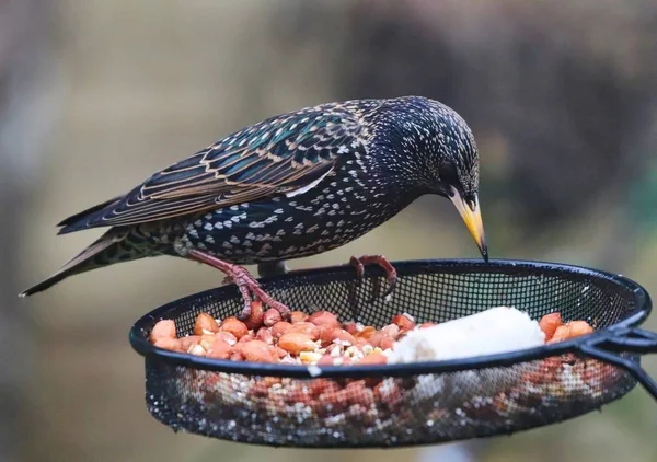 Starling bir besleyici üzerinde — Stok fotoğraf