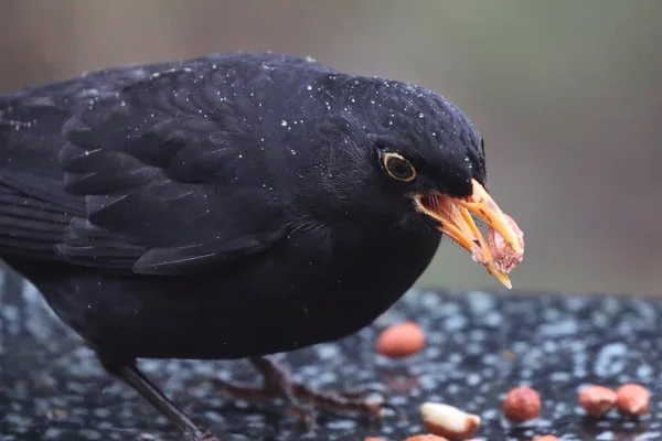 Blackbird karmienia — Zdjęcie stockowe