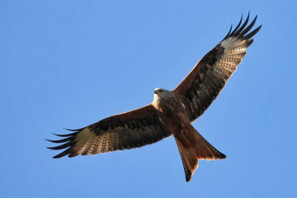 Red Kite in flight