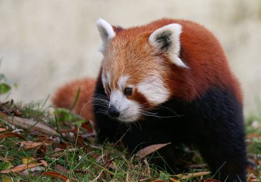 Red panda portre