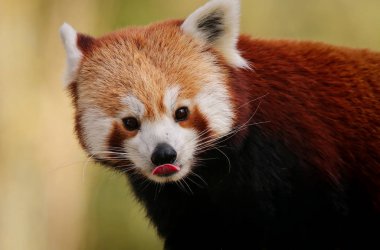 Red panda portre