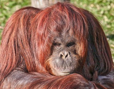 Bir Orangutan portresi yakından