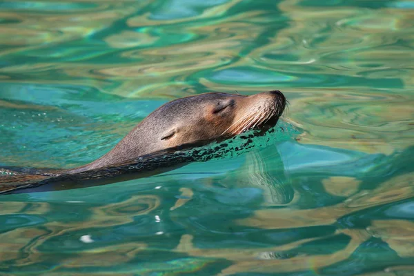 Sea Lion swimming