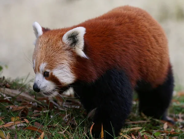 Κόκκινο panda πορτρέτο — Φωτογραφία Αρχείου