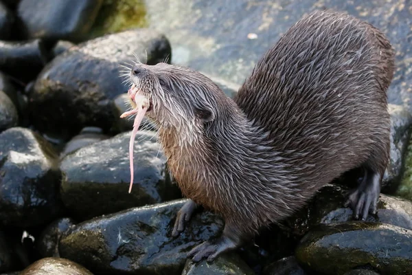 Vilda Otter äta mat — Stockfoto