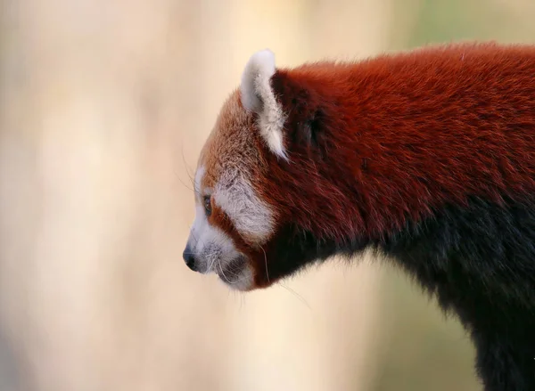 Ένα κόκκινο Panda κοιτάζοντας λοξά — Φωτογραφία Αρχείου