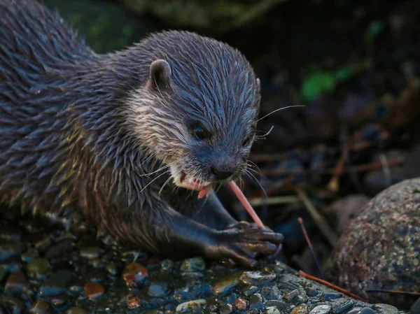 Vilda Otter äta mat — Stockfoto