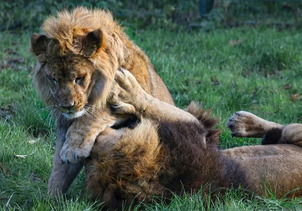 Un par de leones — Foto de Stock