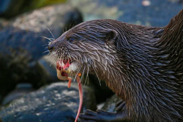 Vilda Otter äta mat — Stockfoto