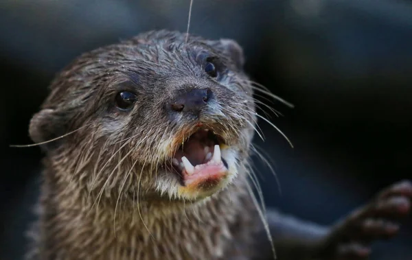Vilda Otter äta mat — Stockfoto