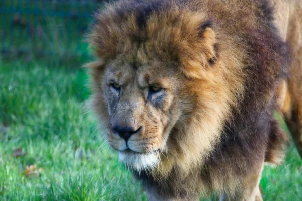 Majestätiska lejon huvud porträtt — Stockfoto