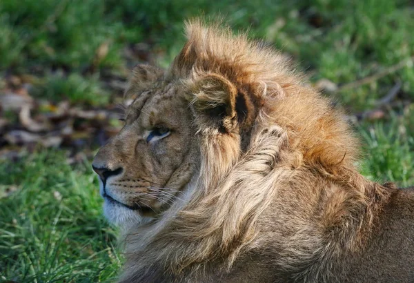 Majestätiska lejon huvud porträtt — Stockfoto