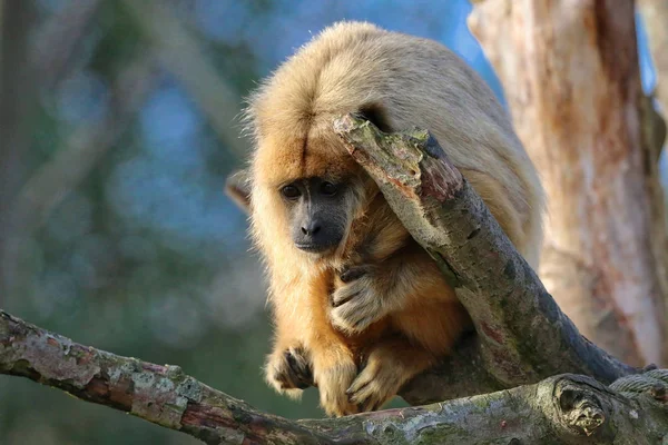 Monkey verheugen — Stockfoto