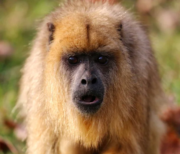 기대 하는 원숭이 — 스톡 사진