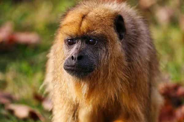 Mono mirando hacia adelante — Foto de Stock