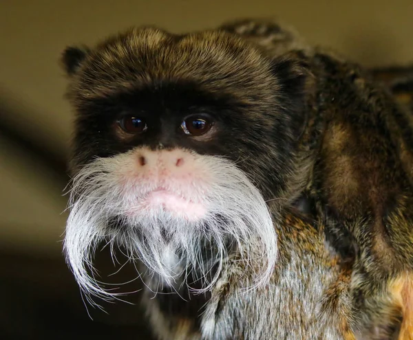 Císař tamarin opice — Stock fotografie