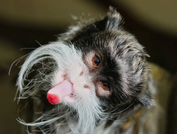 Emperor tamarin maymun — Stok fotoğraf