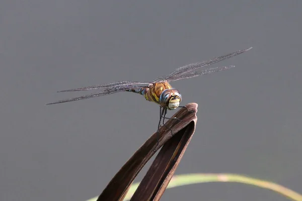 Migrant Hawker dragonfly — Stock Photo, Image