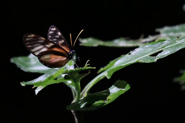 Πεταλούδα στηρίζεται σε ένα φύλλο — Φωτογραφία Αρχείου