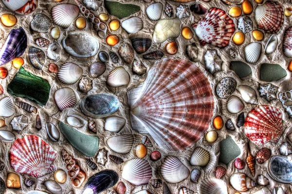 Коллекция морских раковин — стоковое фото