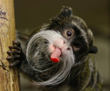 Arsız Emperor Tamarin maymun