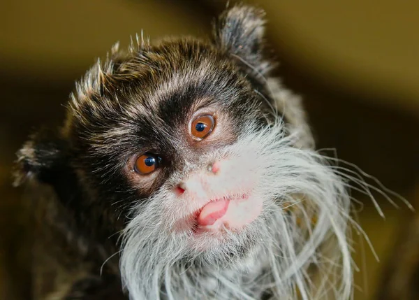 Emperador descarado mono Tamarin — Foto de Stock