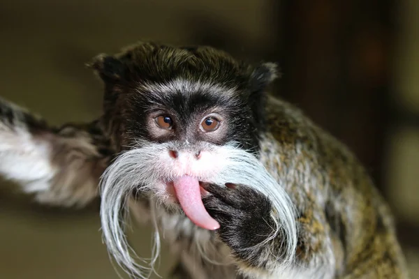 Drzé opice Tamarín vousatý — Stock fotografie