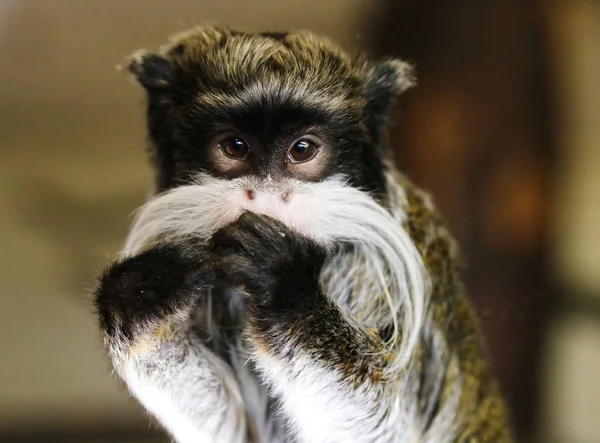 Emperador descarado mono Tamarin — Foto de Stock