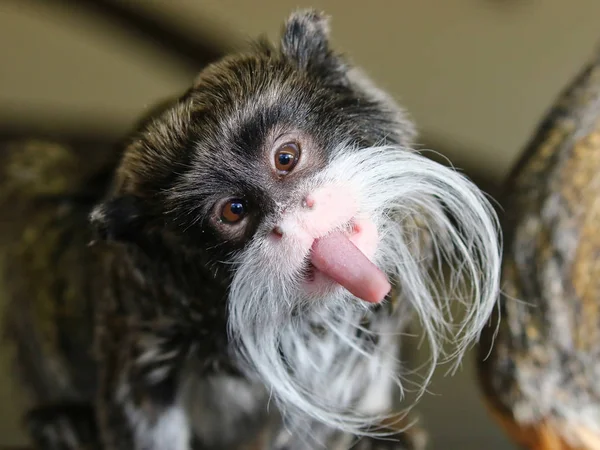 Fotos De Mono Titi Emperador De Stock Mono Titi Emperador Imagenes Libres De Derechos Depositphotos