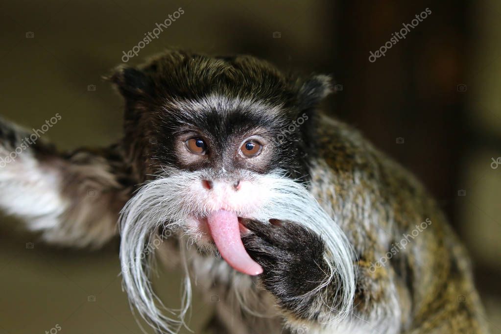 Cheeky Emperor Tamarin Monkey 140967836 Larastock