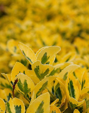 Perspektif sarı eğreltiotu yaprakları