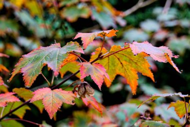 Canlı sonbahar yaprak renkler