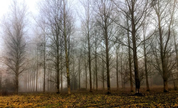 Misty forest in the morning